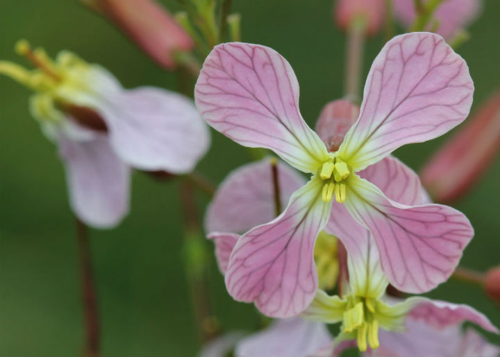 Wildflower